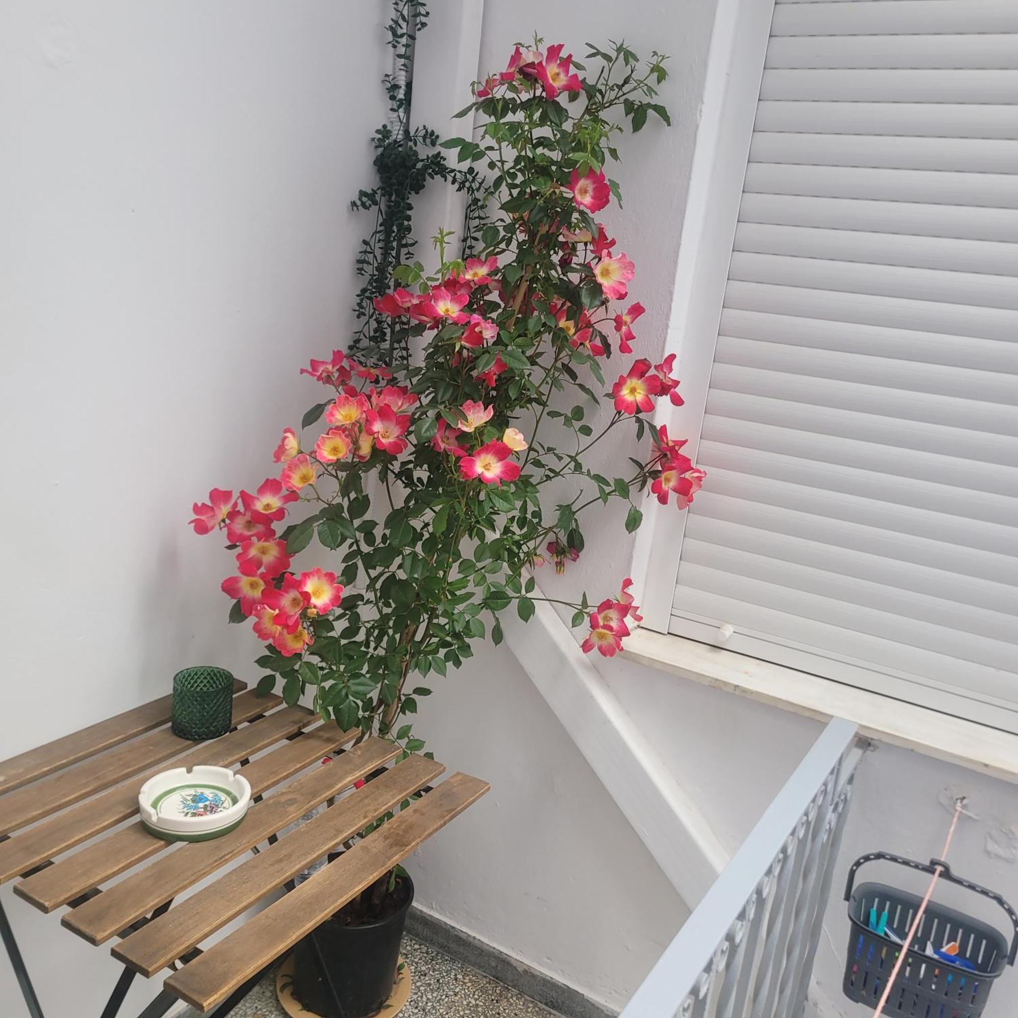 Casa Bulu 公寓 雅典